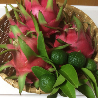 沖縄県産ドラゴンフルーツ（赤）２ｋｇ(フルーツ)