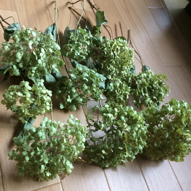 4  出来立て❣️⭐️秋色 アナベル・ドライフラワー⭐️茎付き10本セット ハンドメイドのフラワー/ガーデン(ドライフラワー)の商品写真