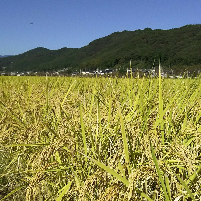 29年産 高知県産 新米 コシヒカリ 玄米 30㎏ 食品/飲料/酒の食品(米/穀物)の商品写真