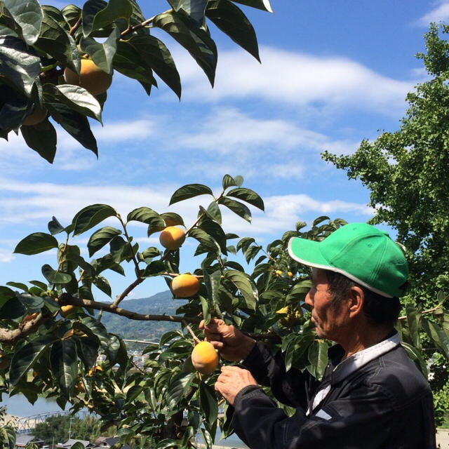 和歌山の家庭用たねなし柿！送料込み(沖縄北海道東北は別途かかります) 食品/飲料/酒の食品(フルーツ)の商品写真