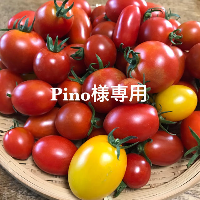 Pino様専用 ミニトマトミックス 食品/飲料/酒の食品(野菜)の商品写真