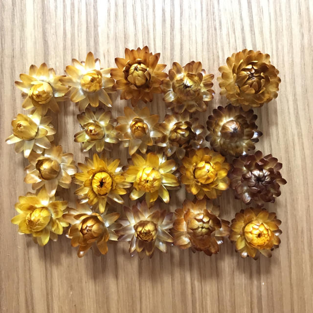 ヘリクリサム貝細工 ドライフラワー 黄色オレンジ系 ヘッドのみ ハンドメイドの素材/材料(各種パーツ)の商品写真