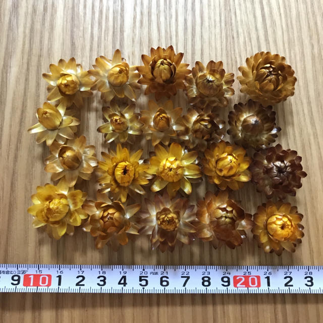 貝細工のドライフラワー 黄色オレンジブロンズ系 ヘッドのみ ハンドメイドの素材/材料(各種パーツ)の商品写真