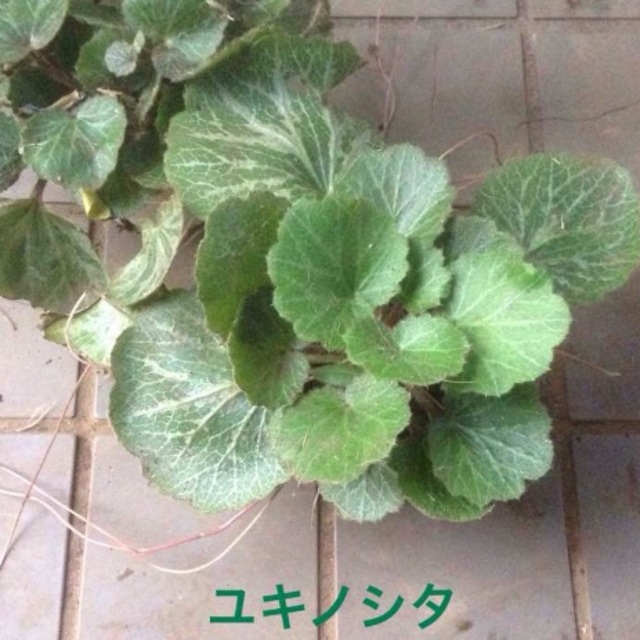 ユキノシタ 植物 苗 ワンコイン 送料込み 有機栽培 オーガニック100 の通販 By Tokyo Closet Organic Greens ラクマ