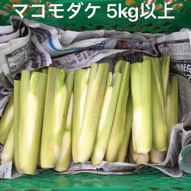 マコモダケ5kg 食品/飲料/酒の食品(野菜)の商品写真