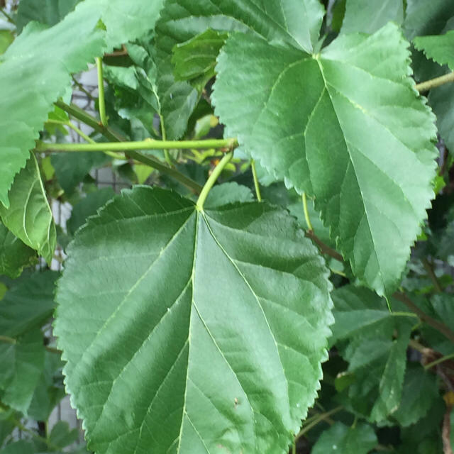 無農薬、無消毒、高知の日差しをたっぷり浴びた桑の葉茶50グラム 食品/飲料/酒の食品(野菜)の商品写真