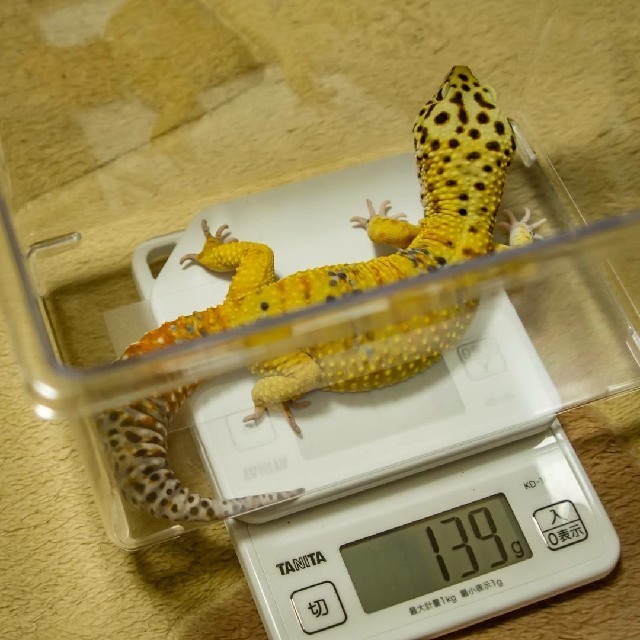 人気激安 繁殖用コオロギフード 200g 爬虫類 トカゲ ヤモリ カエル 繁殖用コオロギフード 200g 爬虫類 トカゲ ヤモリ カエル