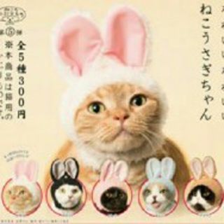 ねこのかぶりもの　かわいいねこうさぎちゃん　全5種類　猫の帽子　ブライス　犬(猫)