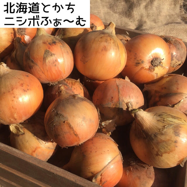 北海道とかちニシボふぁ〜む 玉ねぎ 『珠玉の大地』10kg 食品/飲料/酒の食品(野菜)の商品写真