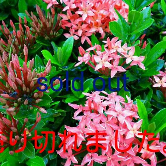 新素材新作 ♥美品♥赤のタータンチェックのミニスカ♥ ミニスカート