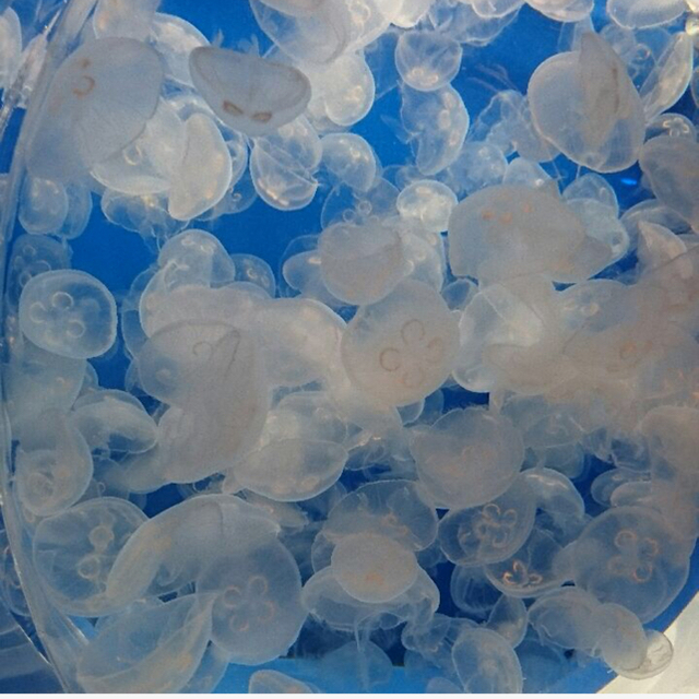 エンジニア