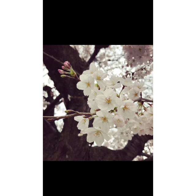 aipon様の専用
