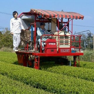 無農薬　和紅茶　国産　お徳用　オーガニック(茶)