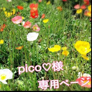 イング(INGNI)のpico♡様専用(๑•̀o•́๑)(ボレロ)