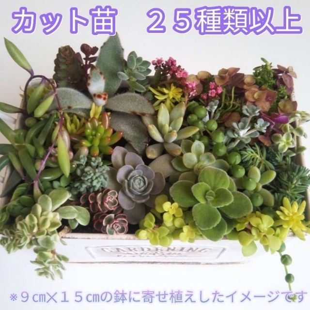 多肉カット苗 25種類以上の通販 by E.M.Decoration|ラクマ 多肉カット苗 25種類以上の通販 by E.M.Decoration|ラクマ