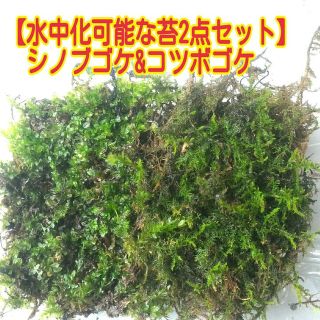 天然苔2点セット 水中化可能なシノブゴケ コツボゴケ 安心無農薬1パックtの通販 ラクマ 天然苔2点セット 水中化可能なシノブゴケ コツボゴケ 安心無農薬1パックtの通販 ラクマ