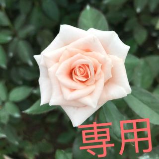 hnjf様専用(その他)