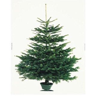 IKEA イケア クリスマス ツリー タペストリー もみの木 IKEA イケア クリスマス ツリー タペストリー もみの木の通販 by