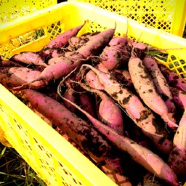 おまかせ無農薬野菜セット 食品/飲料/酒の食品(野菜)の商品写真