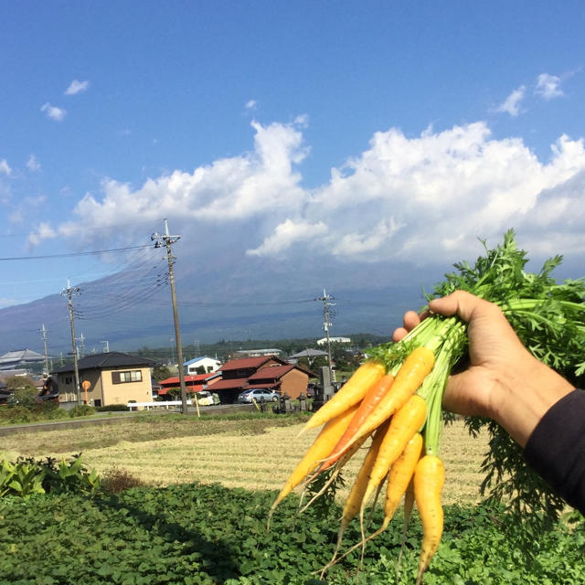 訳あり無農薬野菜セット 食品/飲料/酒の食品(野菜)の商品写真