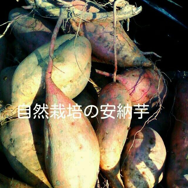 kani様専用☆自然栽培の安納芋 食品/飲料/酒の食品(野菜)の商品写真