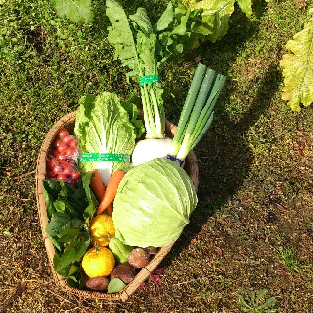 ☆嬉しい100サイズ☆岡山産 新鮮野菜 食品/飲料/酒の食品(野菜)の商品写真