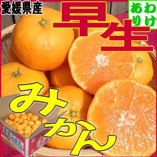愛媛みかん 10キロ 送料無料！ 食品/飲料/酒の食品(フルーツ)の商品写真