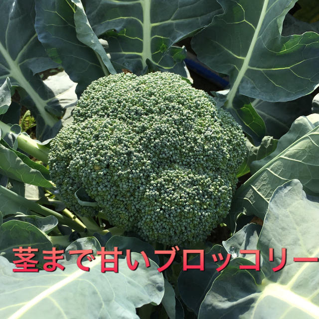 減農薬 新鮮 野菜セット 100 食品/飲料/酒の食品(野菜)の商品写真
