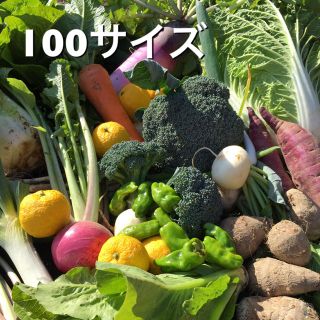 減農薬 新鮮 野菜セット 100(野菜)