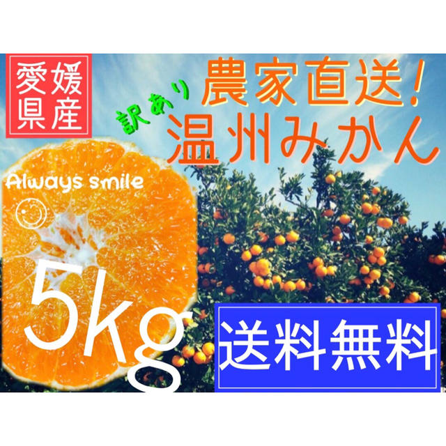愛媛みかん 全園地マルチ栽培 食品/飲料/酒の食品(フルーツ)の商品写真
