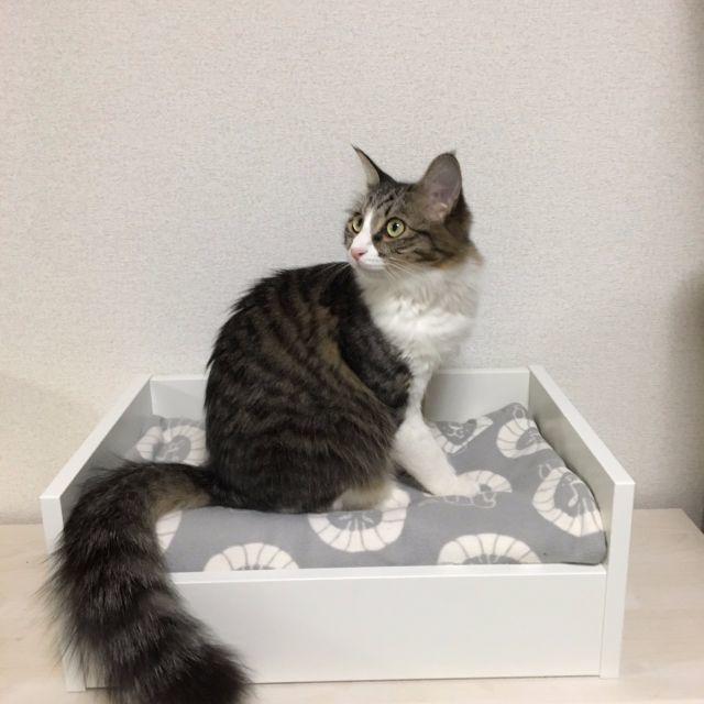 Ikea 未使用 新作 Ikea 犬ベッド 猫ベッド 北欧 キャットハウス ペットの通販 By Monotone 00 Shop イケアならラクマ