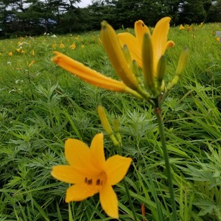 イマージュ(IMAGE)の膝丈ノースリーブワンピース(ひざ丈ワンピース)