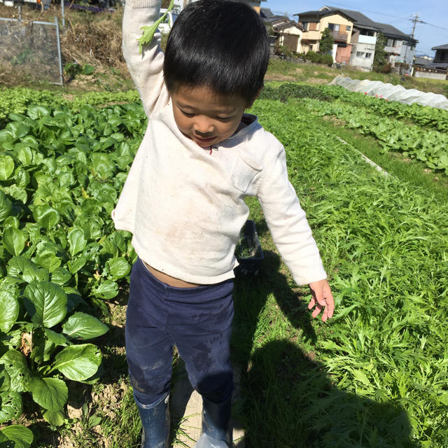 新鮮野菜詰め合わせ！無農薬野菜 食品/飲料/酒の食品(野菜)の商品写真