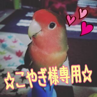 《こやぎ様専用》☀インコちゃんのおもちゃ☀３点セット☀ハンドメイド☀(その他)