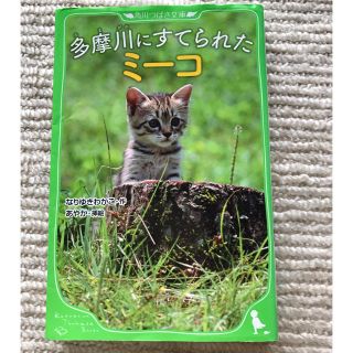 カドカワショテン(角川書店)の多摩川にすてららたミーコ(絵本/児童書)