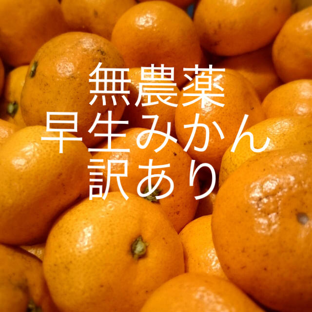 無農薬 早生みかん 訳あり 5kg弱  産地直送 送料込み 食品/飲料/酒の食品(フルーツ)の商品写真