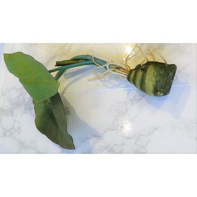 枯れないフェイクグリーン タロイモ葉 人工観葉植物 造花 球根インテリアの通販 By Chopchop S Shop ラクマ