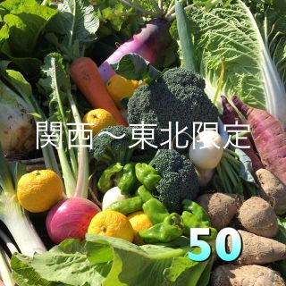 減農薬  野菜セット  Sサイズ(野菜)