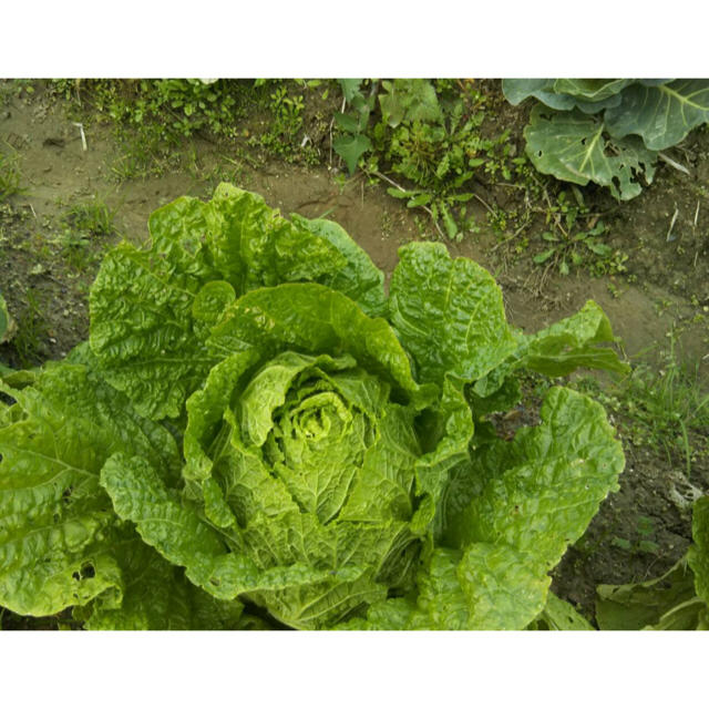 京野菜 詰め合わせ セット 100サイズ 無農薬 食品/飲料/酒の食品(野菜)の商品写真