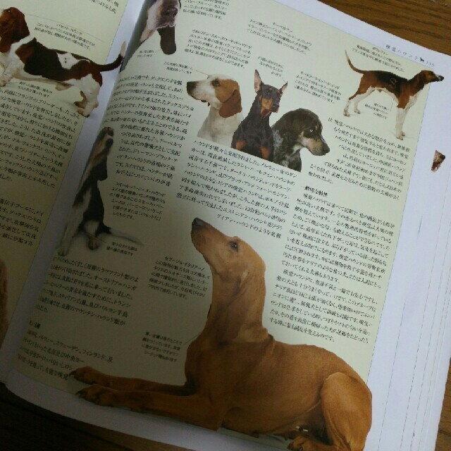新犬種大図鑑の通販 By Kon S Shop ラクマ 新犬種大図鑑の通販 By Kon S Shop ラクマ