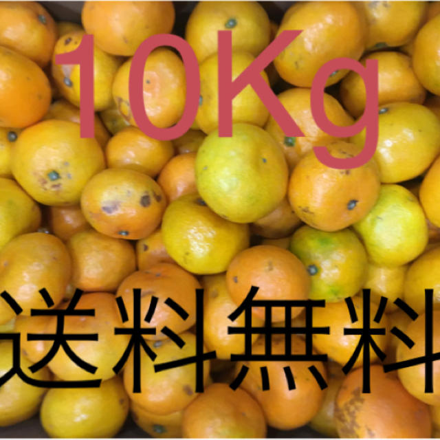 和歌山県 傷あり訳ありみかん10Kg 食品/飲料/酒の食品(フルーツ)の商品写真