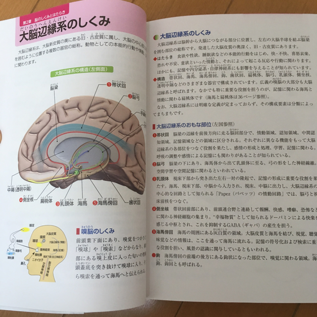 知りたいことが１冊ですべてわかる！　人体の全解剖図鑑 エンタメ/ホビーの本(健康/医学)の商品写真