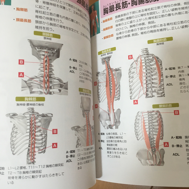 知りたいことが１冊ですべてわかる！　人体の全解剖図鑑 エンタメ/ホビーの本(健康/医学)の商品写真