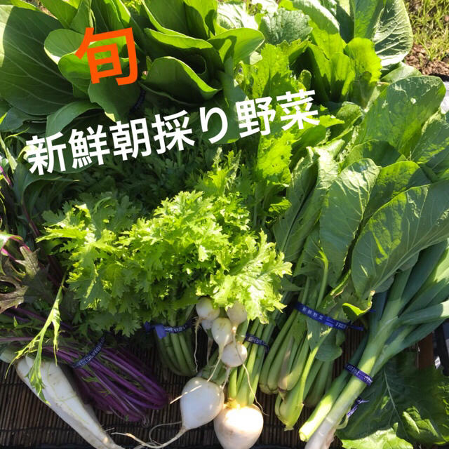 新鮮野菜！京都無農薬野菜80サイズ 食品/飲料/酒の食品(野菜)の商品写真