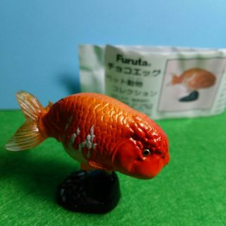 金魚 ランチュウ チョコエッグ フィギュア 食玩 ペット(その他)