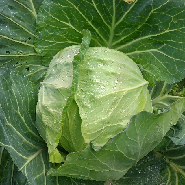 ☆わくわく80サイズ☆岡山産新鮮野菜 食品/飲料/酒の食品(野菜)の商品写真