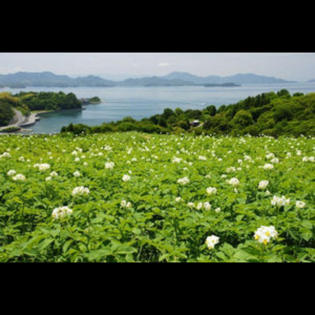 広島県安芸津町産 じゃがいも 新じゃが10kg訳あり 食品/飲料/酒の食品(野菜)の商品写真