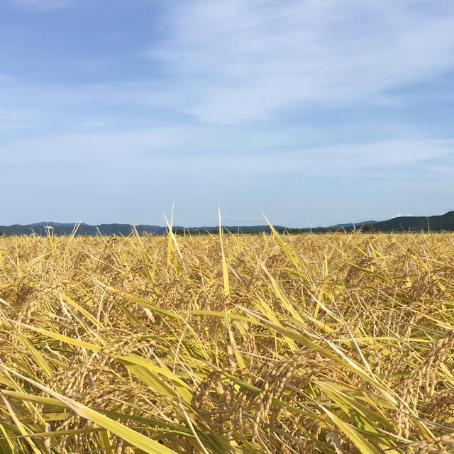 美味しいあきたこまち！2017年度秋田県産農家直送です^ - ^ 食品/飲料/酒の食品(米/穀物)の商品写真