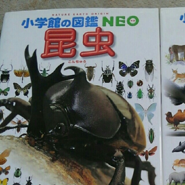 小学館(ショウガクカン)のNEO 小学館図鑑　昆虫 エンタメ/ホビーの本(語学/参考書)の商品写真