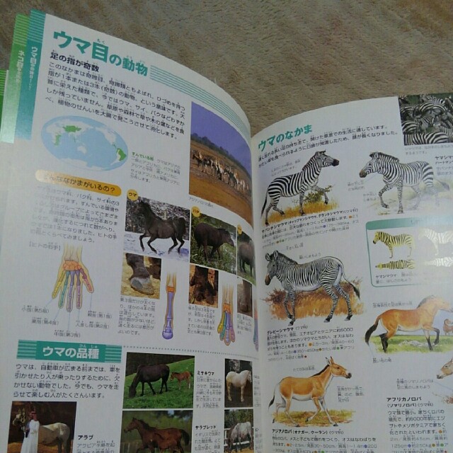 小学館(ショウガクカン)のNEO 小学館図鑑　動物 エンタメ/ホビーの本(語学/参考書)の商品写真